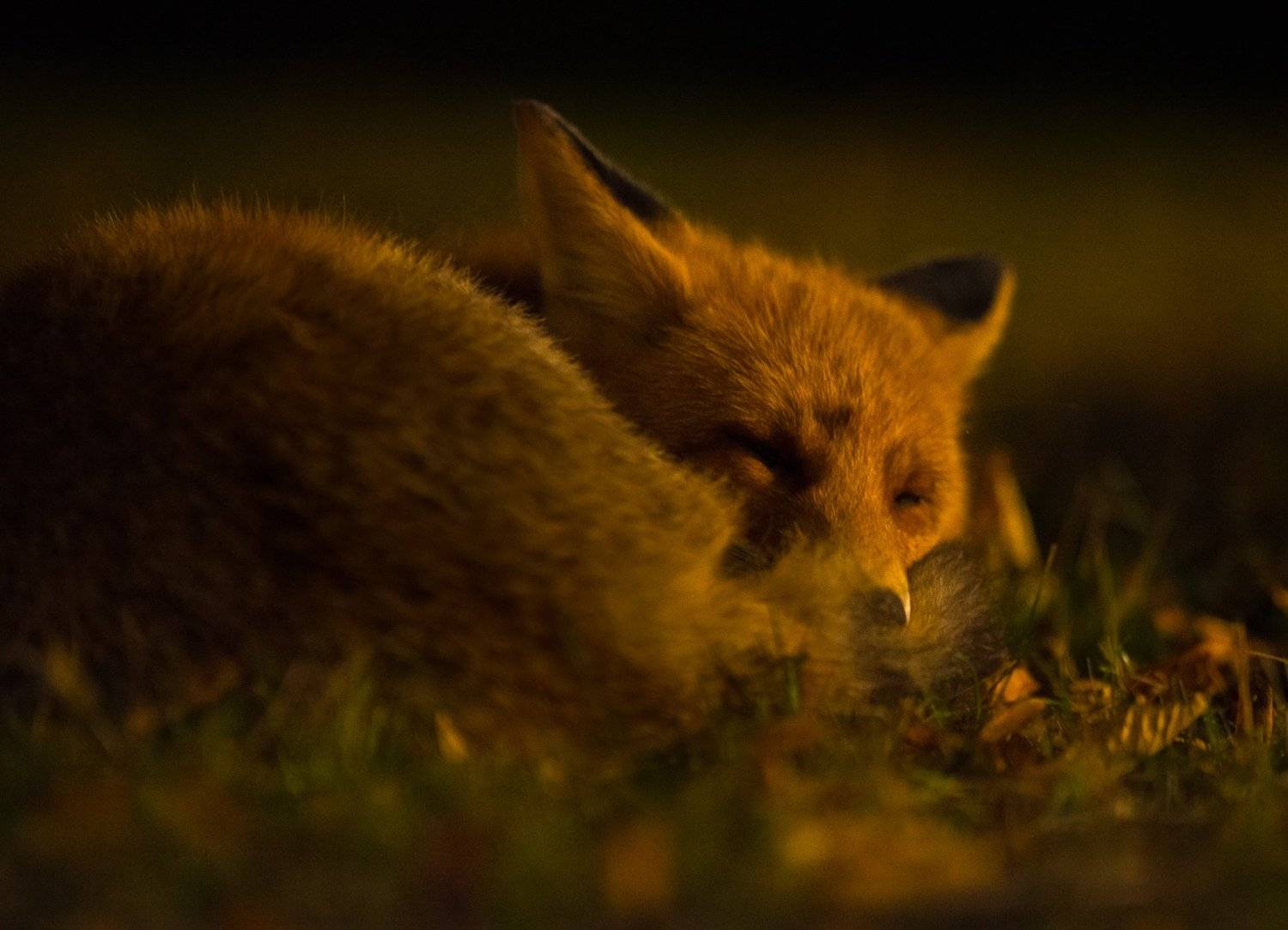 fox, wildlife, darkness, sleep, Jarkko J&auml;rvinen