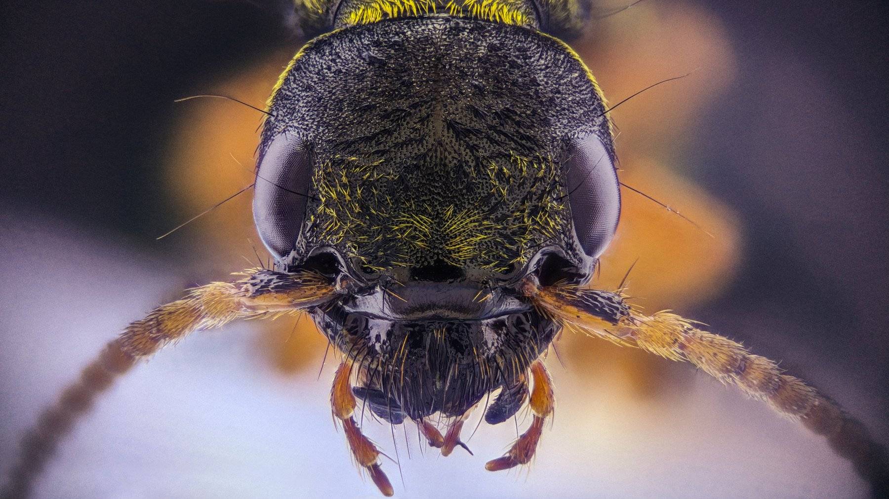 ceclii,macro,lgg4, extremmacro, Tsvetan Ganev