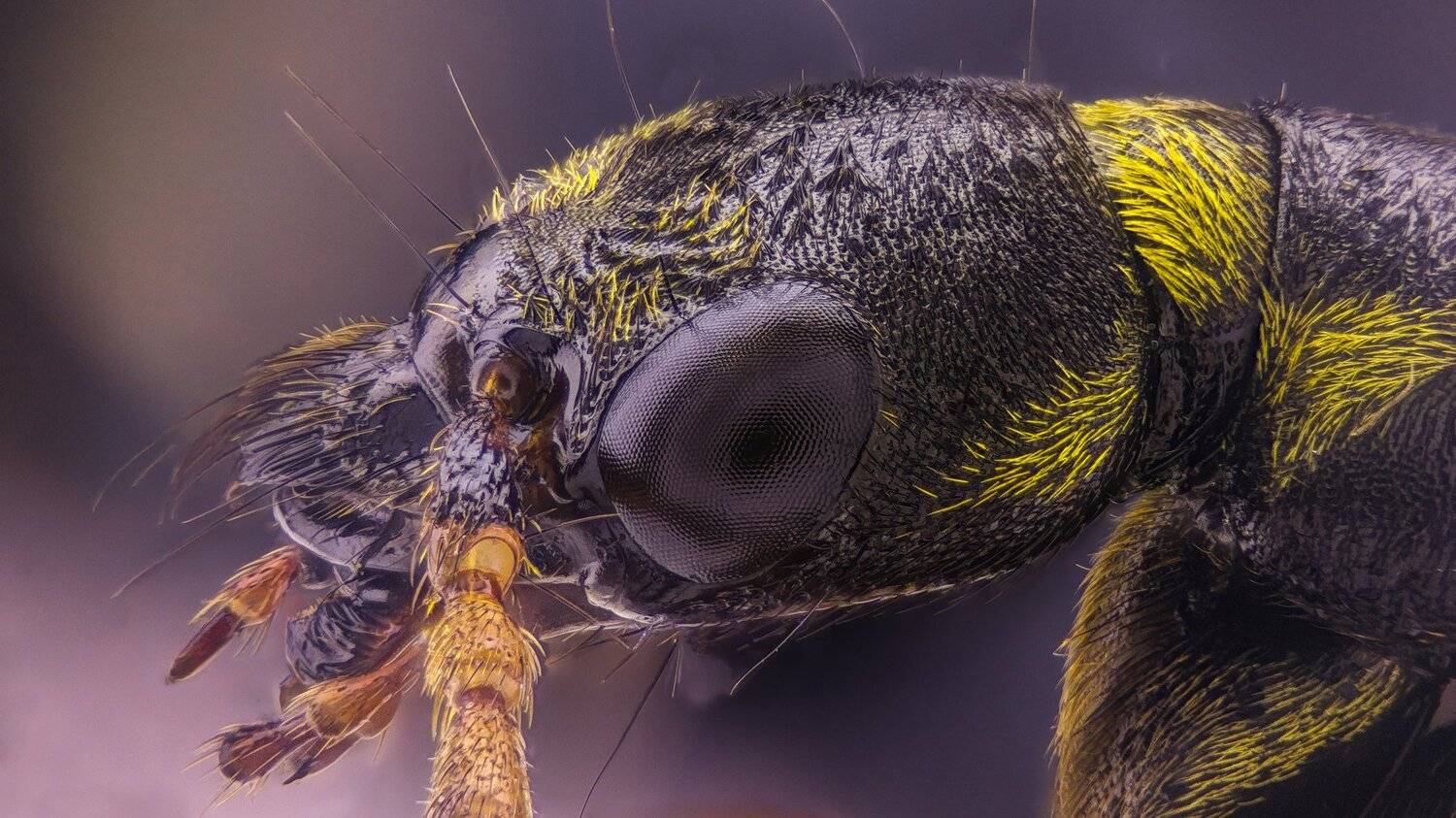 ceclii,macro,lgg4, extremmacro, Tsvetan Ganev