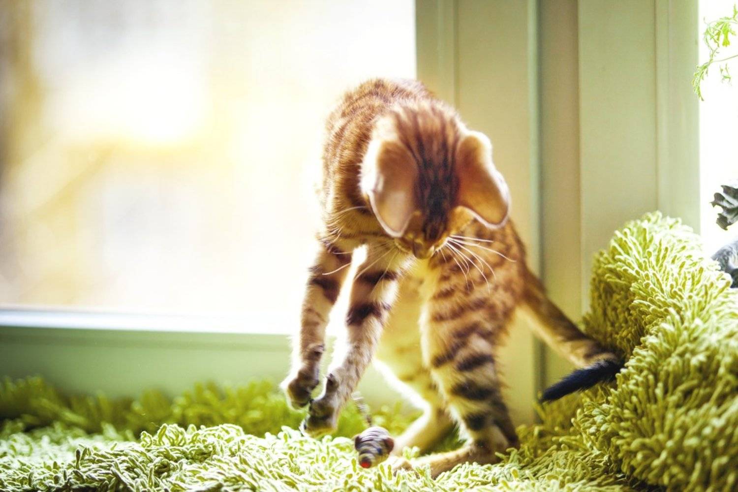 mr.filler, Николай