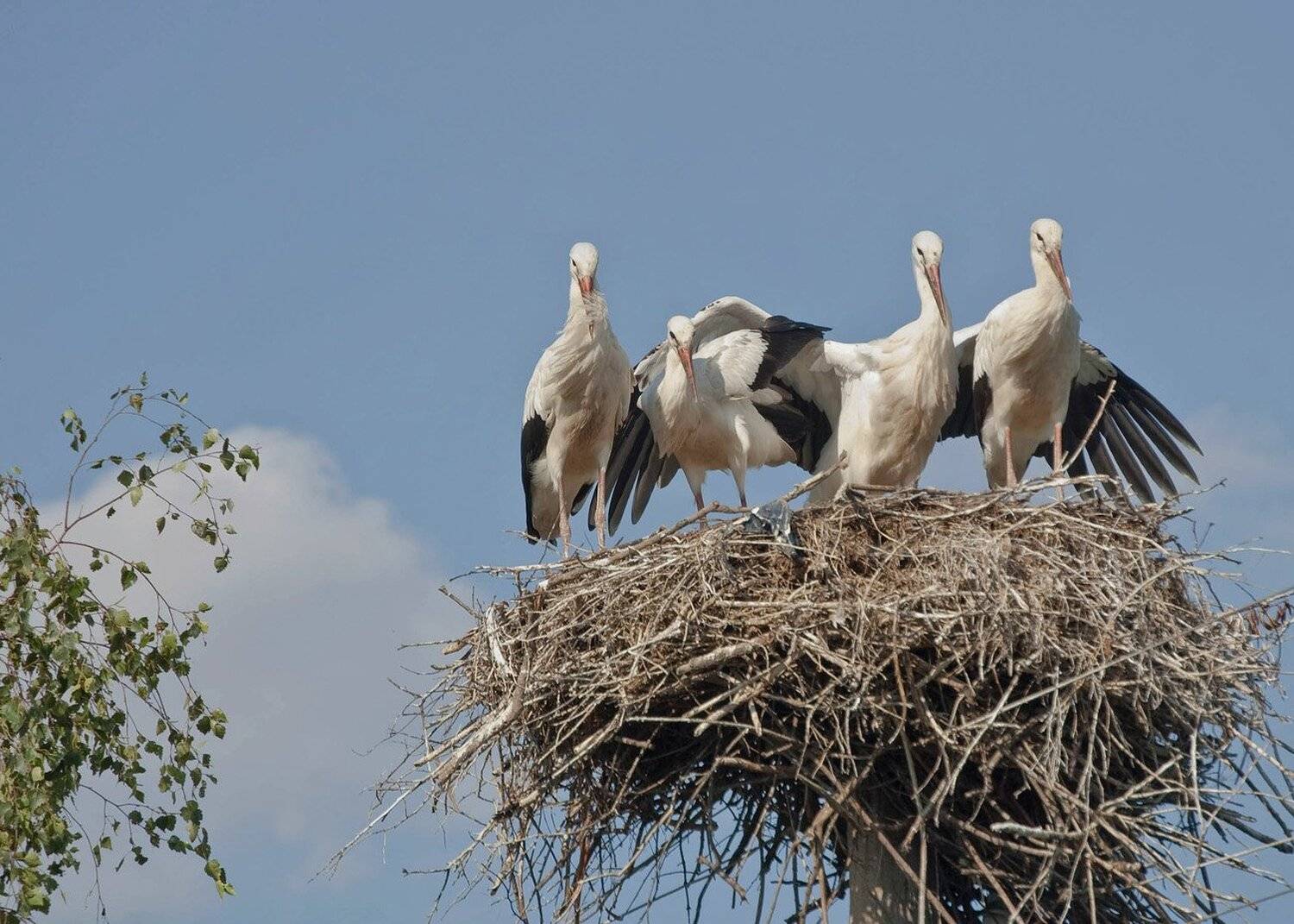 аисты птицы родные, Михаил Агеев