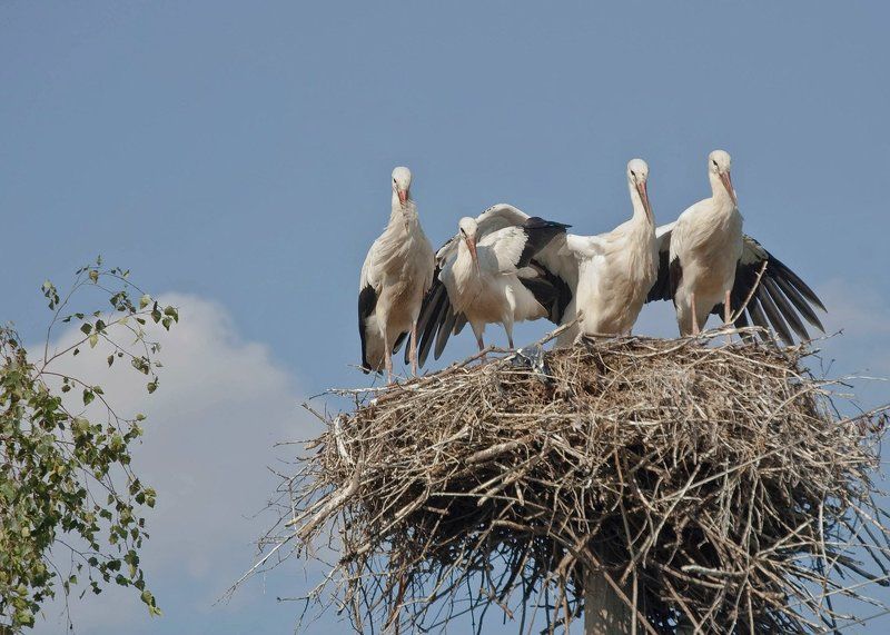 Родные мои фото превью
