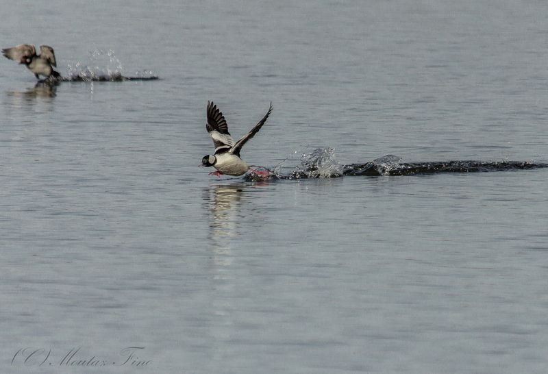 bufflehead фото превью