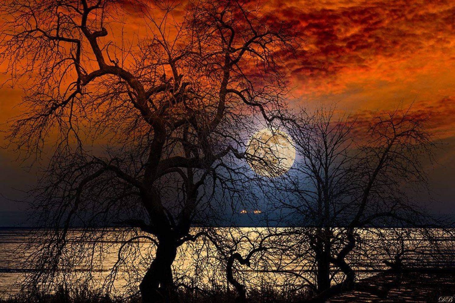 art, collage, color, colors, color image, concept, conceptual, composing, digital, digital art, digiart, editing, moon, moonlight, photography, photo collage, red, sky, surreal, surrealism, tree, trees,, Dr Didi Baev