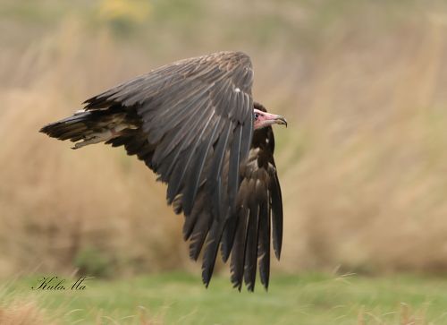 Vulture