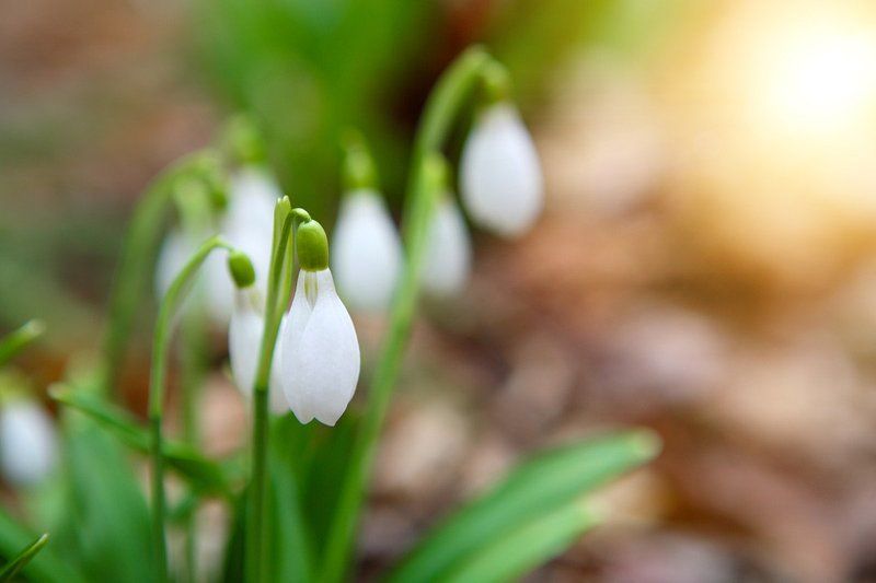 Вісники весни фото превью