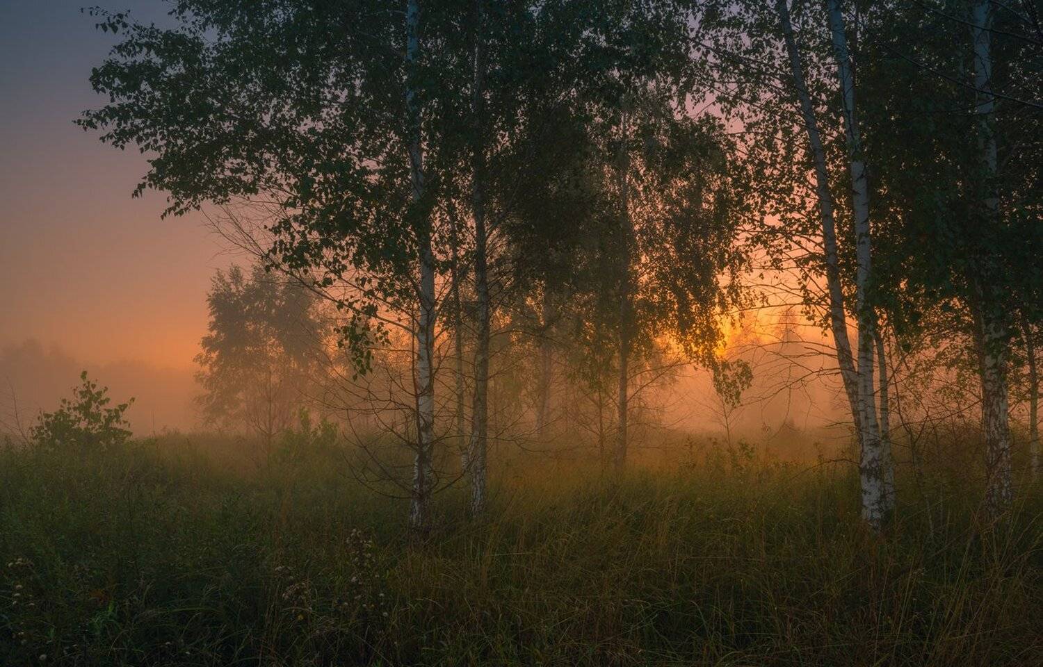 туманн, рассвет, луг, лето, август, Галанзовская Оксана