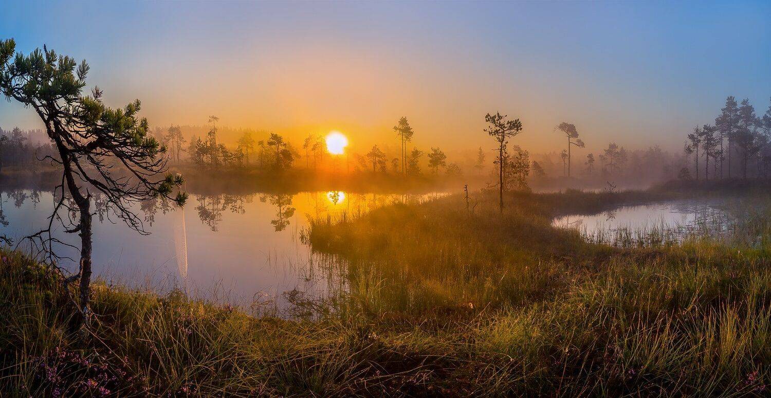 ленинградская область, озеро, болото, сосны, фотопроект, остров, лето, рассвет, туман, солнце, Лашков Фёдор
