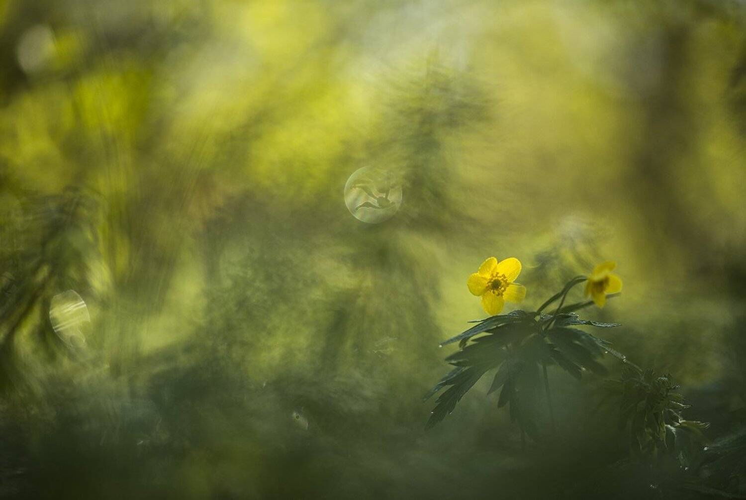 ветреница, свет, краски, цветок, цвет, весна, позитив, воронеж, Геннадий Мещеряков