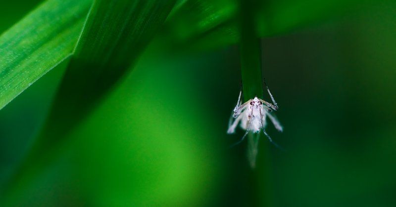 макро Alien фото превью