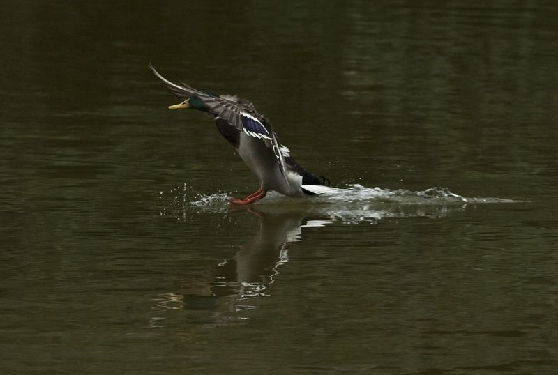 Buttes -Chaumont #* фото превью