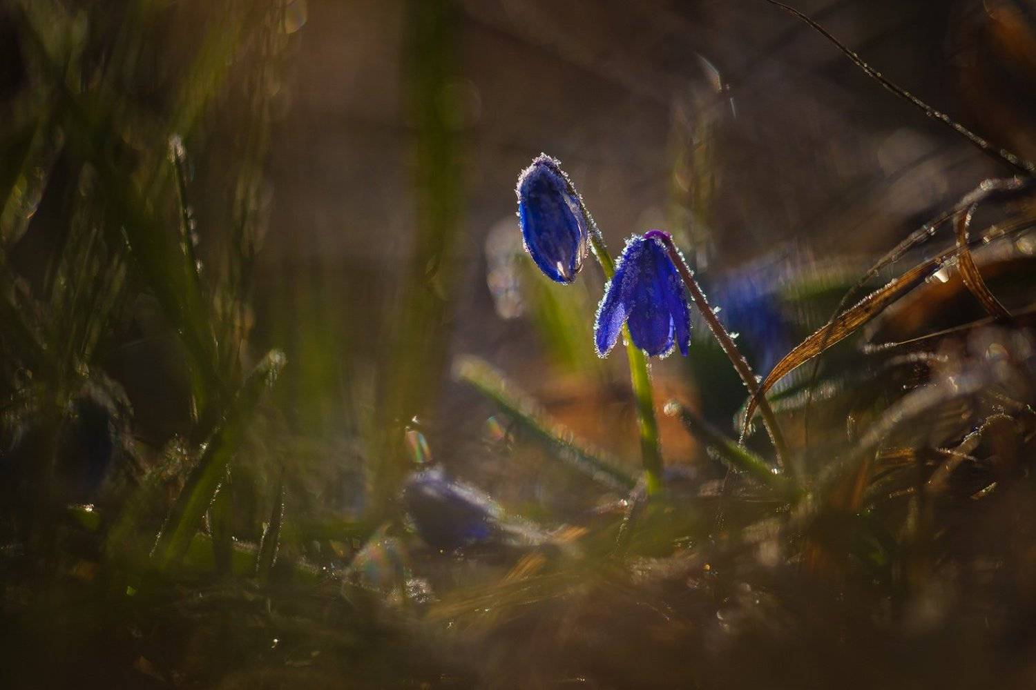 пролески, весна, Дмитрий Монастырский