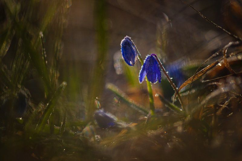 пролески, весна Последние заморозки фото превью