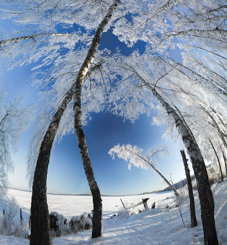 солнечногорск, россия, зима, сенеж, иней, мороз, снег, березы Инеевый купол фото превью