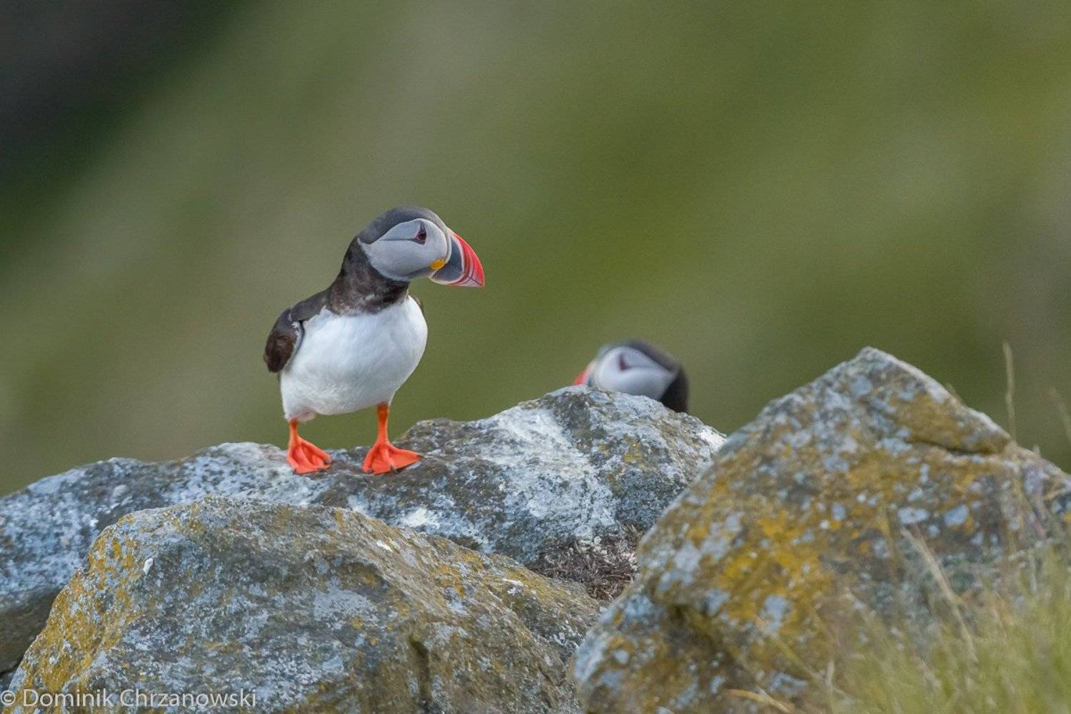 Puffin, Bird, Fratercula arctica, Maskonur, Birder's Corner, Dominik Chrzanowski