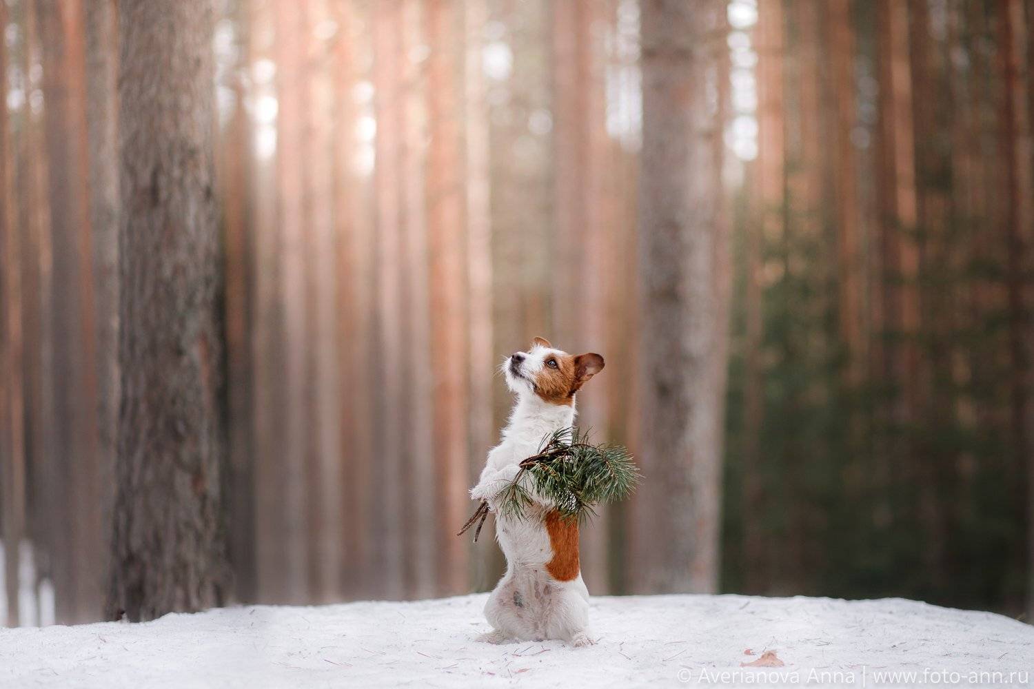 собака, лес, природа, Анна Аверьянова