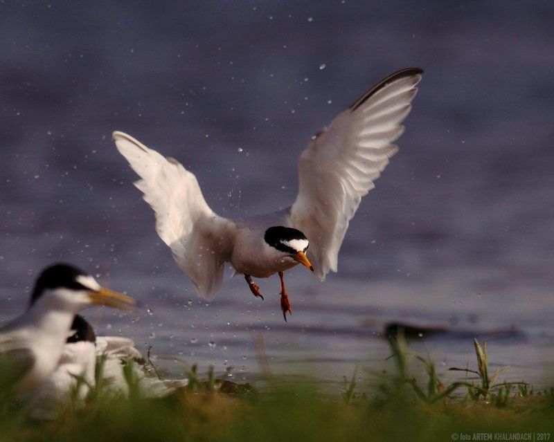 Малая крачка фото превью