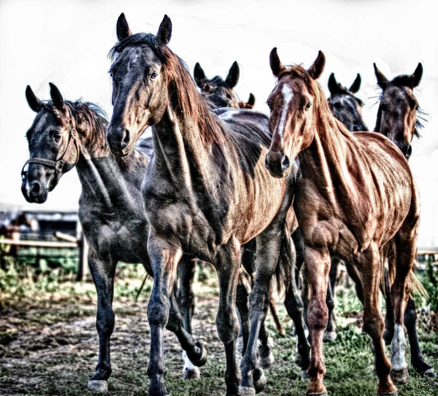 , &copy; =Vladimir Meshkov=