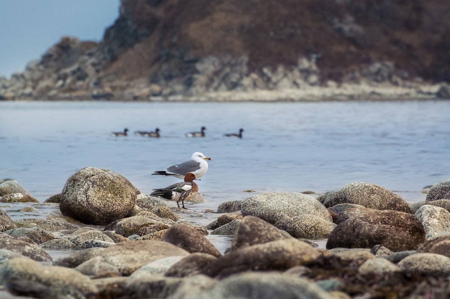 , Шинкарева Елена