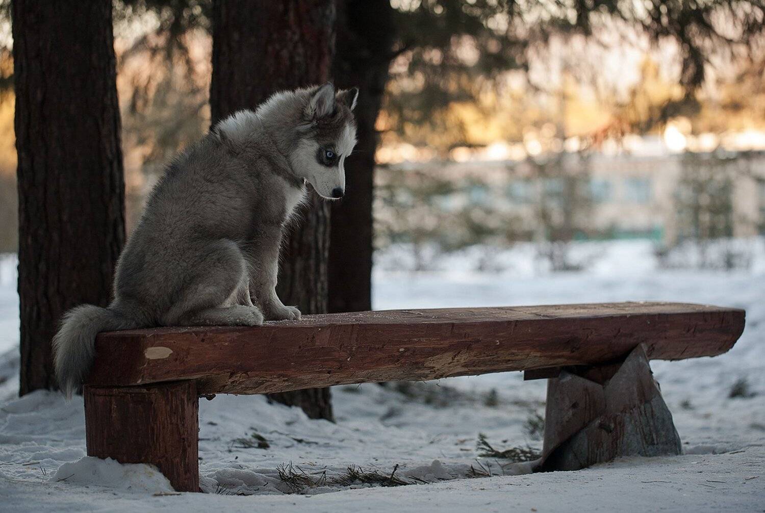 щенок, хаски, собака, лес, зима, природа, лавочка, Евгений Толкачёв