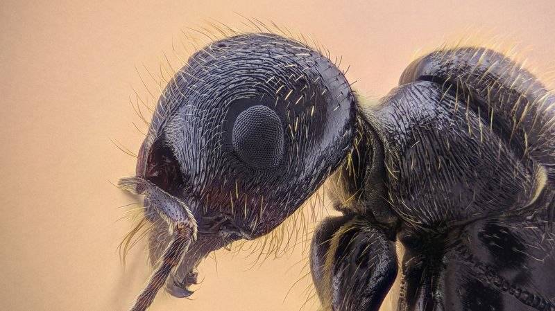 Ant / Муравей фото превью