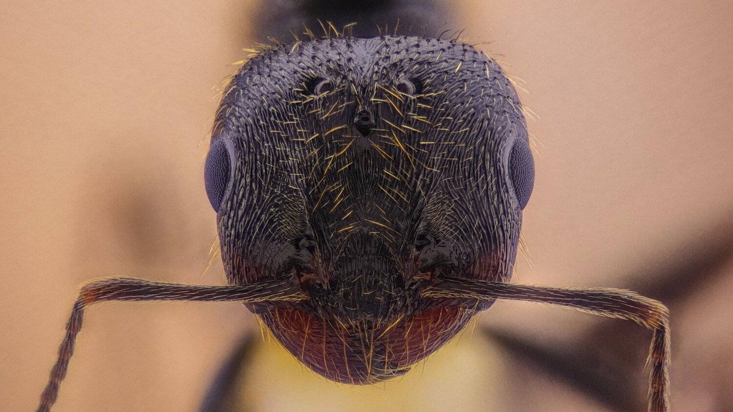 ceclii,macro,lgg4, extremmacro, муравей, мравка, Tsvetan Ganev