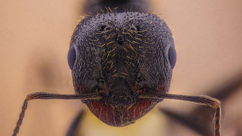 Ant / Муравей фото превью