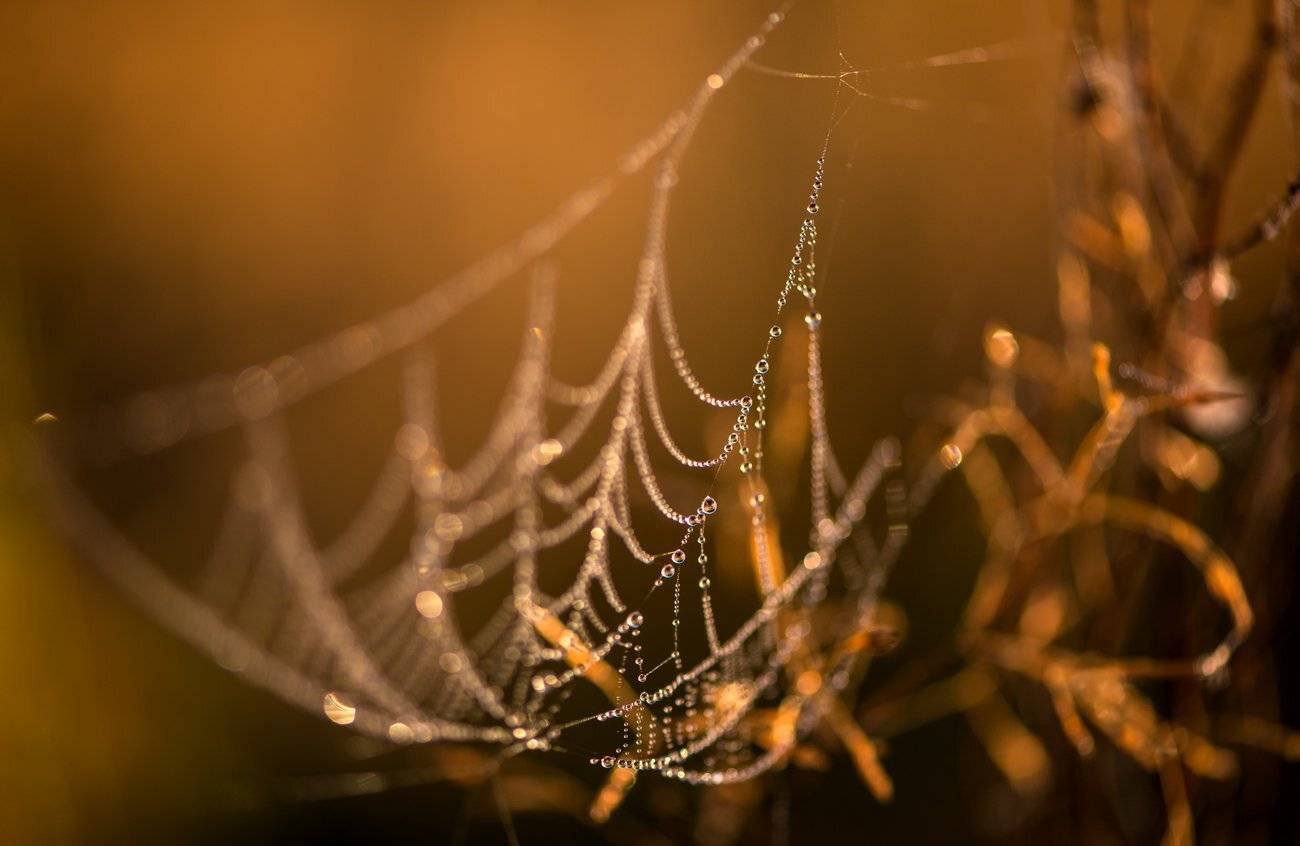 паутина, роса, рассвет, Галанзовская Оксана
