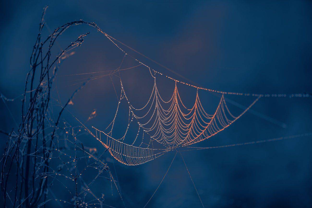 паутина, роса, сумерки, Галанзовская Оксана