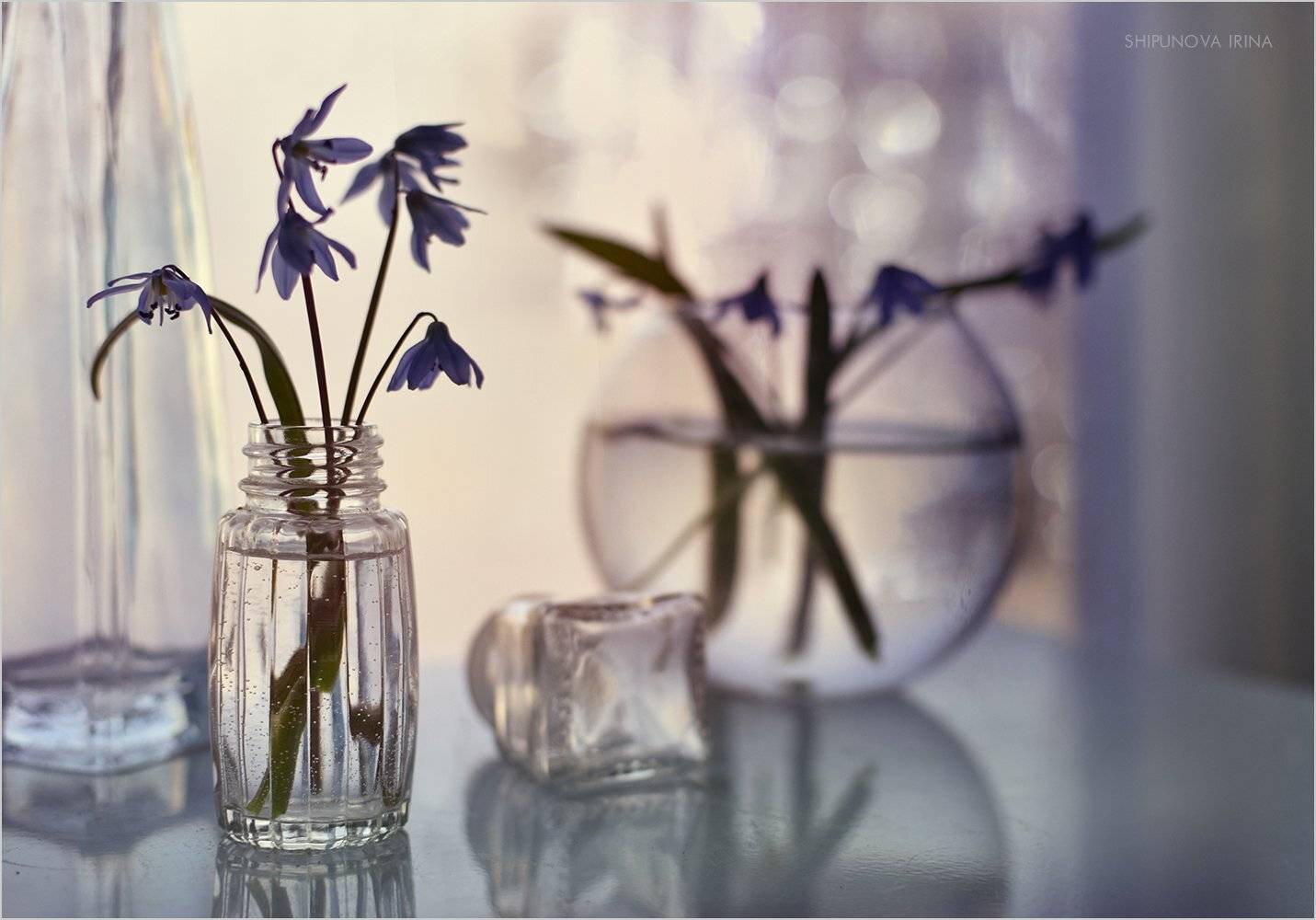 , Шипунова Ирина