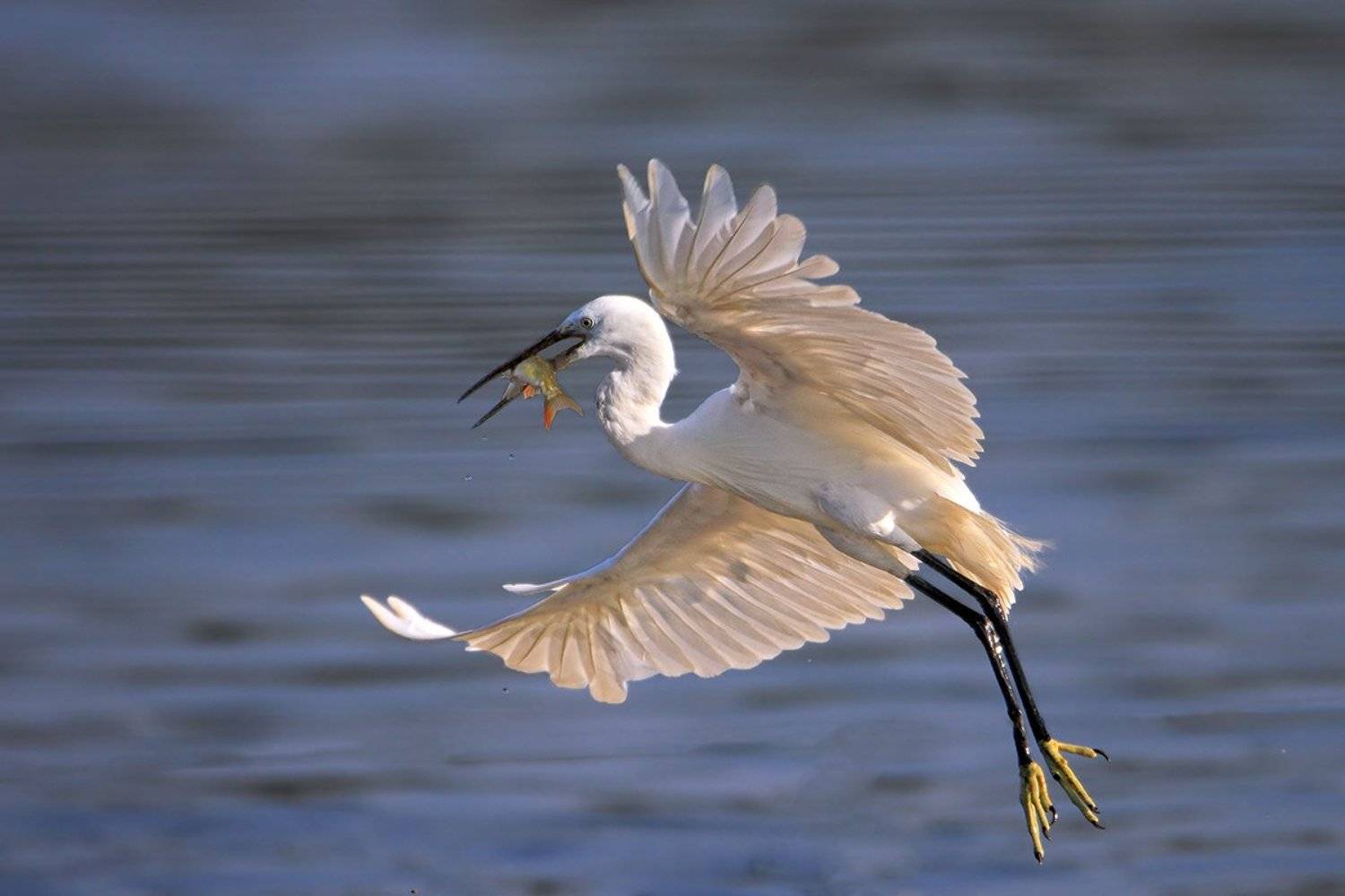 animals,birds,egret, fish,7d,600mm, животные,птицы,рыба, Yuri Gomelsky