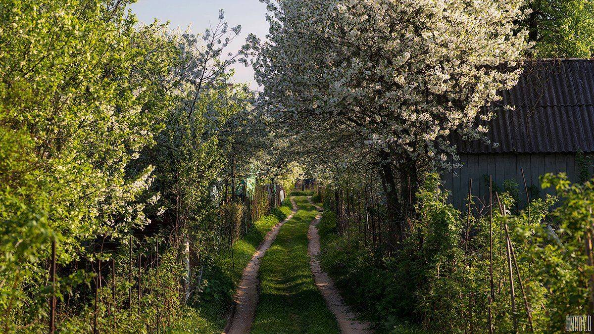 , Дмитрий Доронин