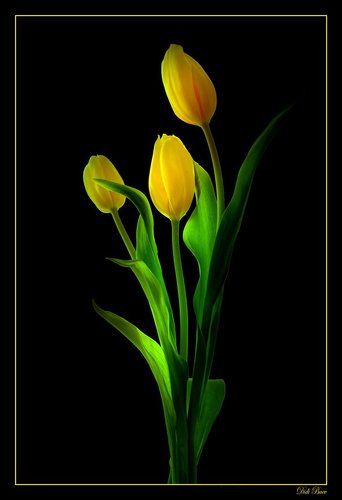 Light in the Dark
