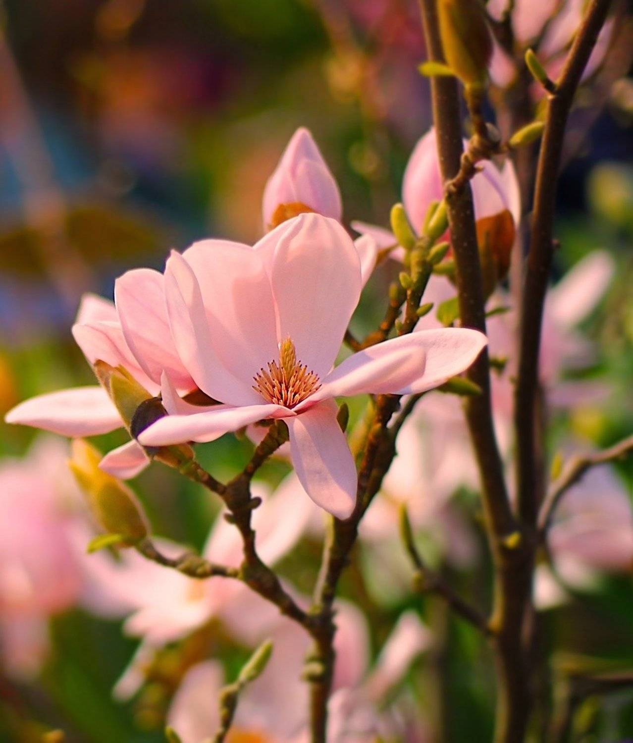 магнолия, magnolia, Julia Kaissa