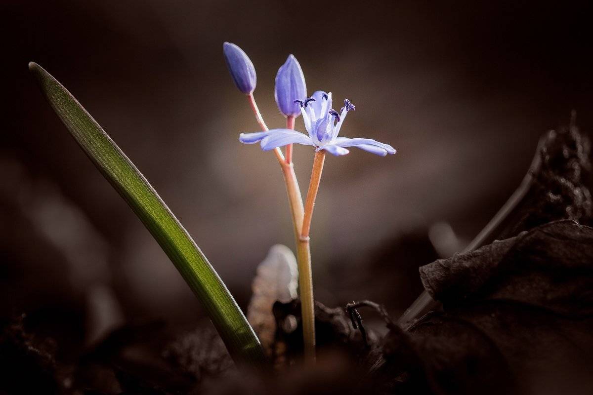 , Nicolae Fanurie Chirobocea