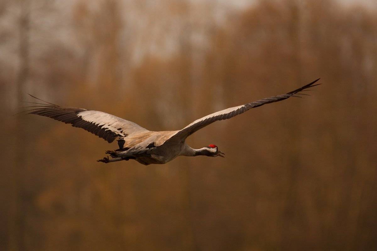 , Pawel Plucinski