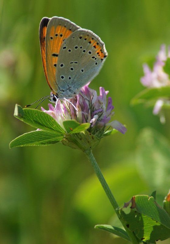 *** фото превью