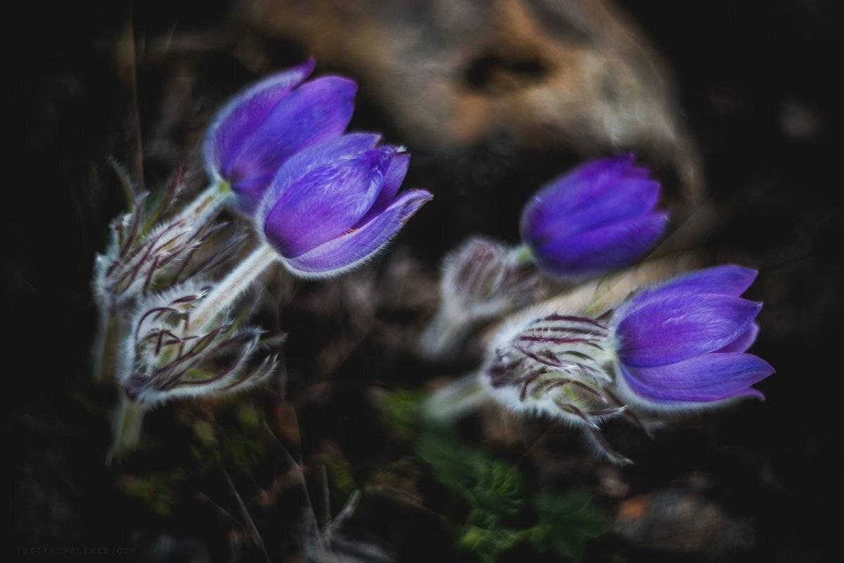 , Юрий Коваленко