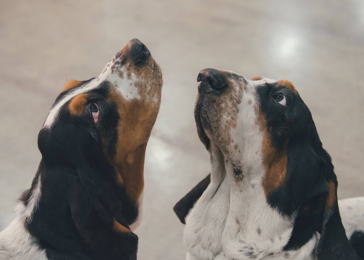 бассет, бассет хаунд, собаки, Irina