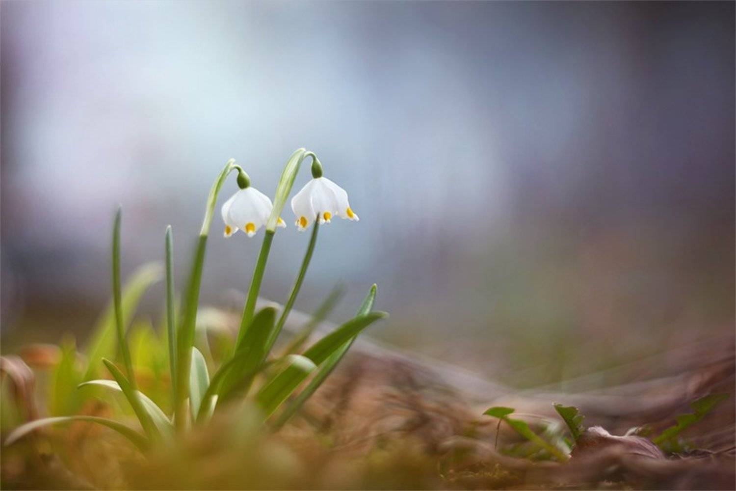 , Наталья Ова