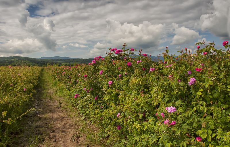 Болгарская роза - Роза дамасская фото превью