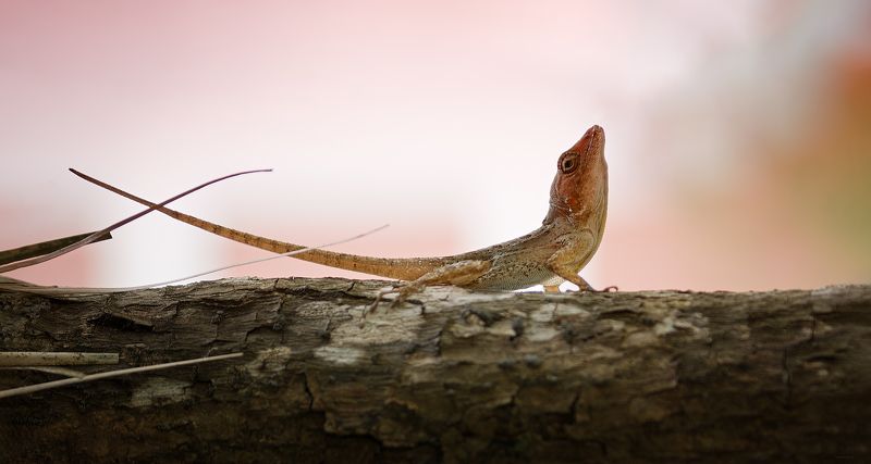 Грация фото превью