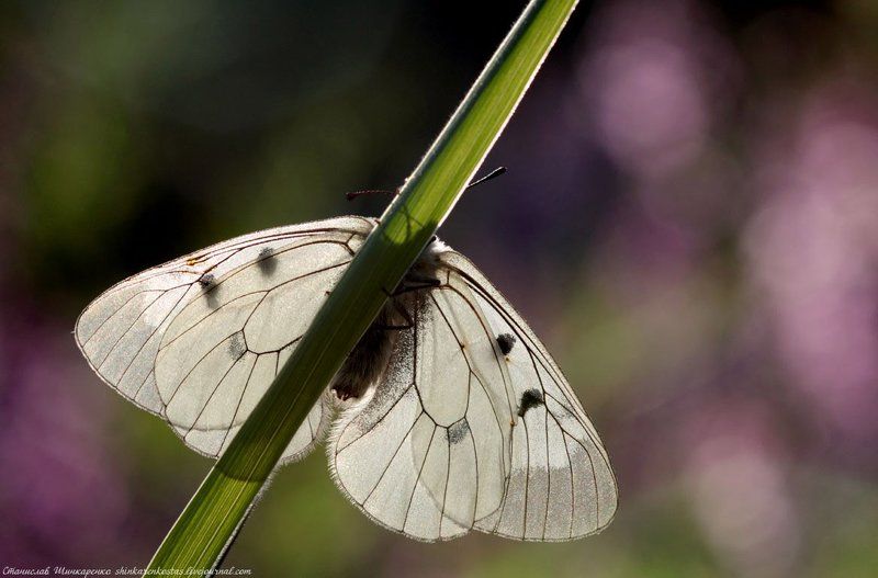 Мнемозина фото превью