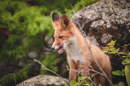 Fox