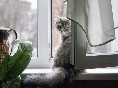 Глоток весны