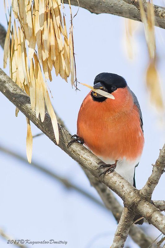 Снегирь фото превью