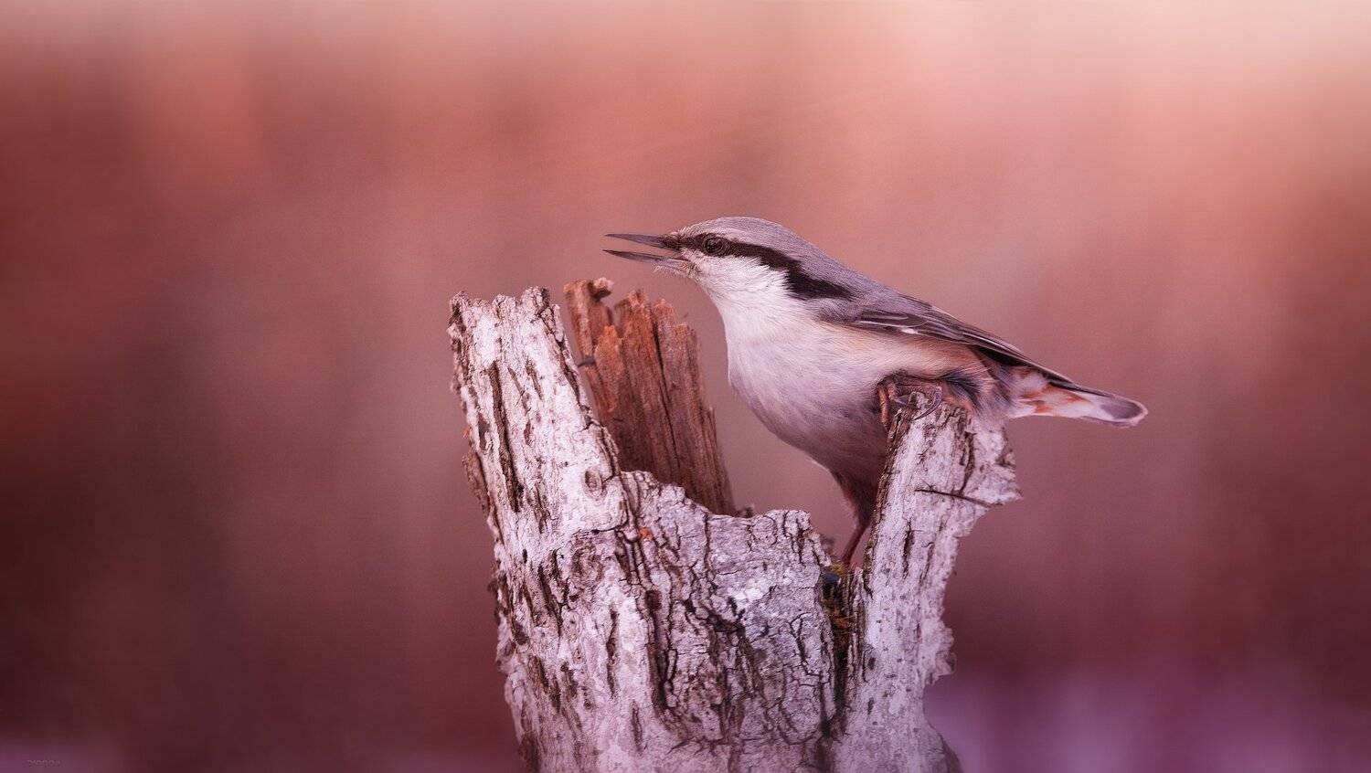 , Дмитрий Посевич