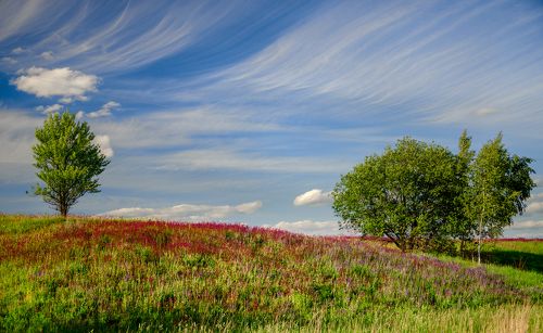 Причёсанное небо над цветущей смолкой