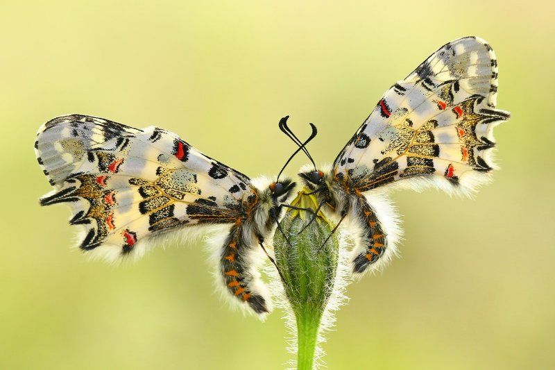 #butterfly#eastern#festoon#nature#cyprus \
