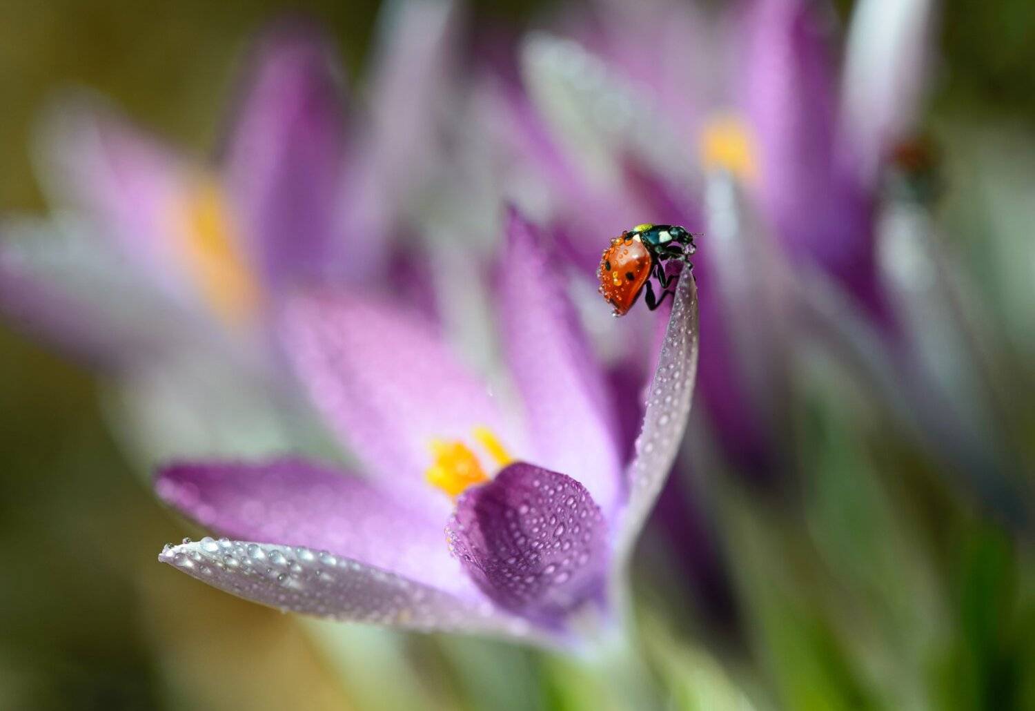 весна, природа, макро, цветы, крокус, жуки, божья коровка, капли, Неля Рачкова
